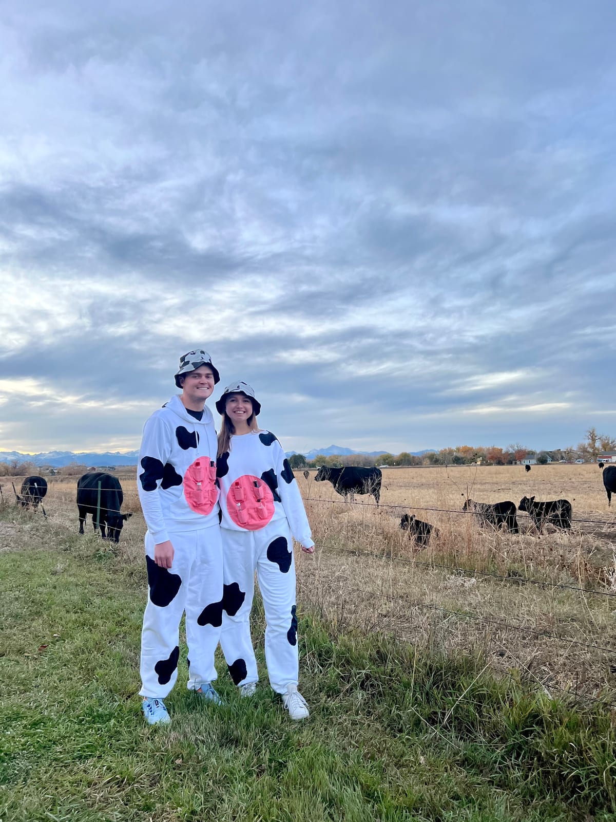 cows
